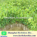 Chinese aquilaria agallocha small plant for growing NEW SEEDS ON THE MARKET